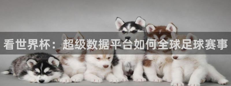 火凤足球直播免费观看全部：看世界杯：超级数据平台如何全球足球赛事