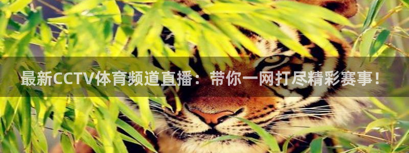 火凤体育直播在线：最新CCTV体育频道直播：带你一网打尽精彩赛事！